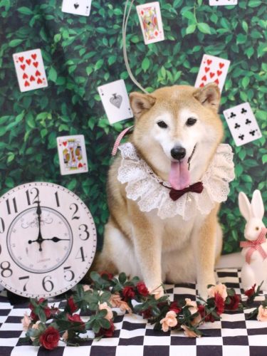 20250422こはるちゃん